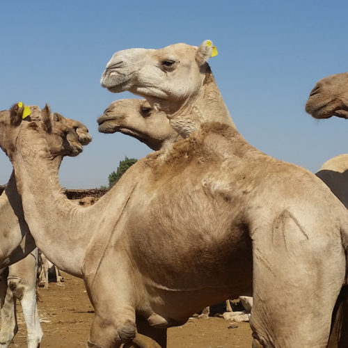 Camels on market in Daraw - Dahabiya Nile River Cruise