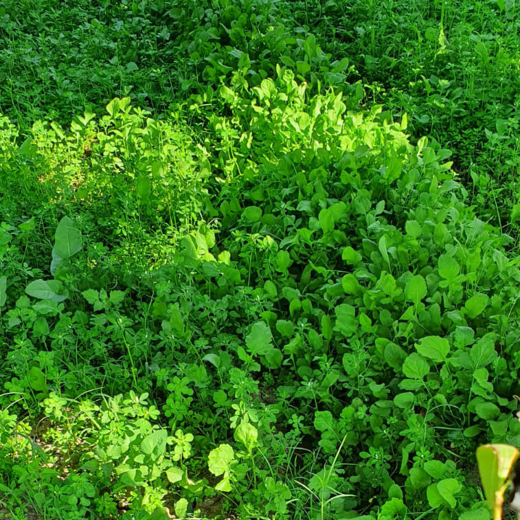 garten02-gargir-rucola