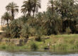 Palms at the Nile