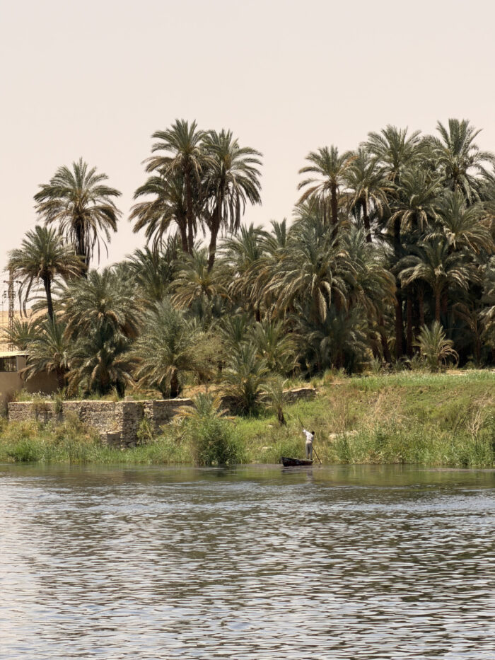 Palms at the Nile